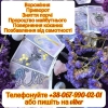 Зняття порчі.  Любовний приворот.  Послуги гадання.